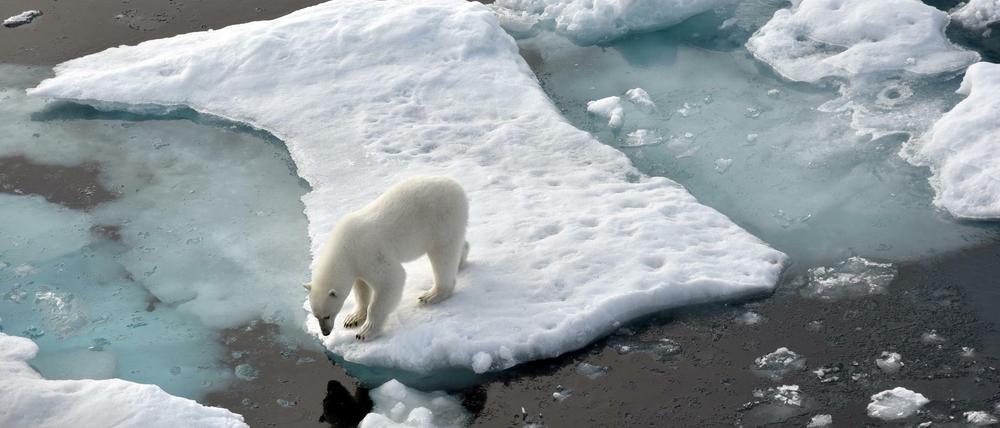 Ein Eisbär steht im Nordpolarmeer auf eine Eisscholle. 