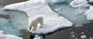 Ein Eisbär steht im Nordpolarmeer auf eine Eisscholle. 
