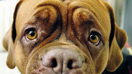 Gucken kann sie, die Bordeaux-Dogge.