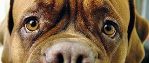 Gucken kann sie, die Bordeaux-Dogge.