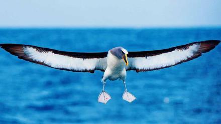 Tausend Kilometer ohne Unterbrechung, notfalls im Schlaf. Der Nördliche Buller-Albatros über den neuseeländischen Chatham Islands.