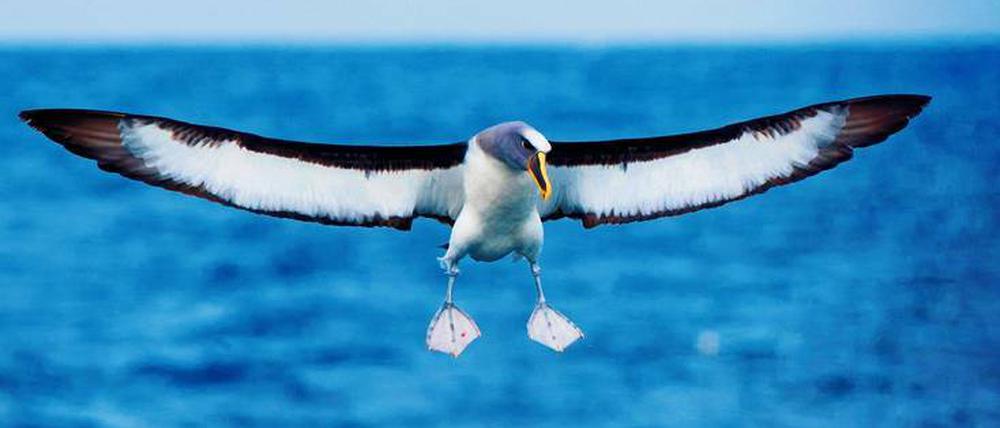 Tausend Kilometer ohne Unterbrechung, notfalls im Schlaf. Der Nördliche Buller-Albatros über den neuseeländischen Chatham Islands.
