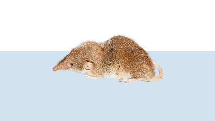 Ähnlich klein ist nur die Schweinsnasenfledermaus.