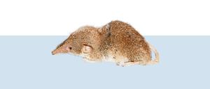 Ähnlich klein ist nur die Schweinsnasenfledermaus.