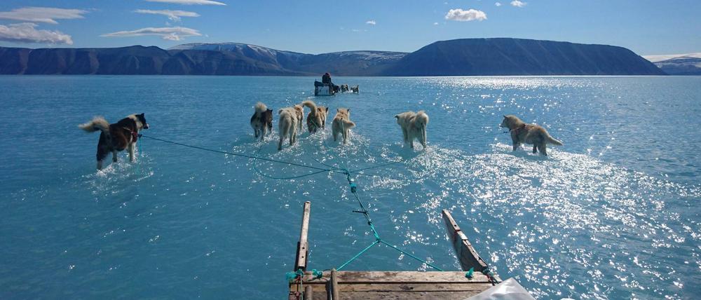Das Bild des Kopenhagener Klimaforschers Steffen M. Olsen vom Dänischen Meteorologischen Institut zeigt, wie acht Hunde einen Schlitten über das Meereseis ziehen. Statt des Eises ist jedoch nur noch knöchelhohes Schmelzwasser zu sehen, wodurch es erscheint, als würden die Vierbeiner beinahe über dem Wasser laufen.
