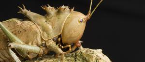 Prachtstück. Ein Heuschreck ist schon für 40 Euro zu haben.