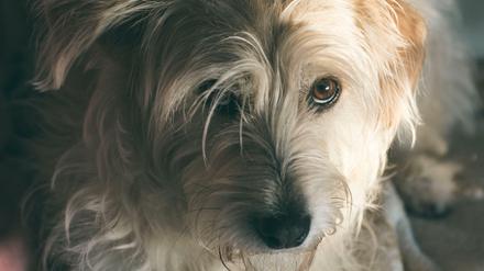 Herzerweichend. Mit diesem Augenaufschlag kriegen Hunde ihre Besitzer immer rum.