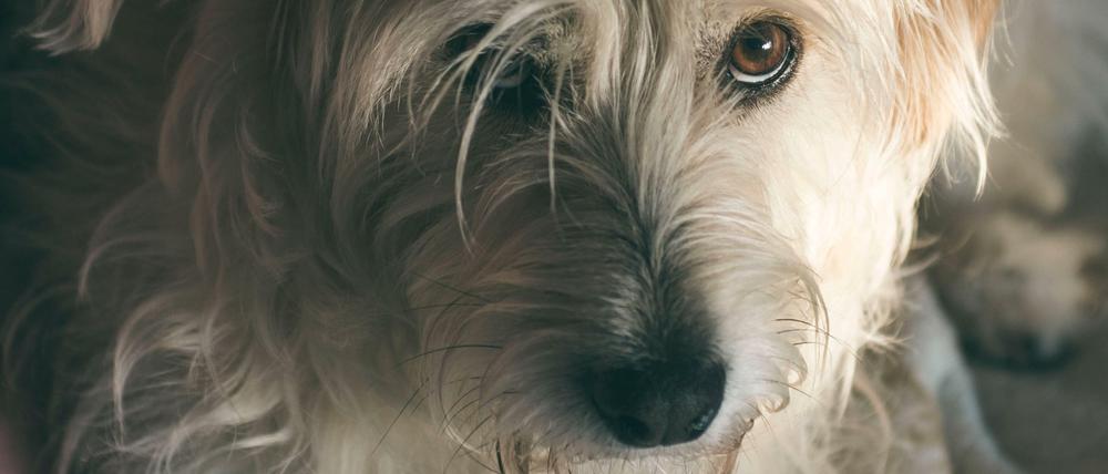Herzerweichend. Mit diesem Augenaufschlag kriegen Hunde ihre Besitzer immer rum.
