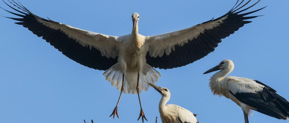 Beliebtes Beispiel für eine statistische Scheinkorrelation: In Regionen, in denen Störche nisten (hier 2018 in Sieversdorf, Kreis Oder-Spree), ist in der Regel auch die Geburtenrate höher als in der Stadt. Bringt also der Storch die Babys?