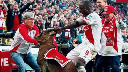 Vergriffen. Anthony Ujah bejubelt als Kölner im März 2015 ein Tor und packt dann FC-Maskottchen Hennes VIII. Später entschuldigte er sich bei Geißbock und Fans.