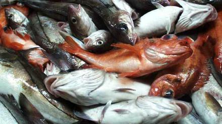 Fische werden oft nicht dort gefangen, wo sie geschlüpft sind. Das verkompliziert internationale Regulierungen. 