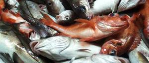 Fische werden oft nicht dort gefangen, wo sie geschlüpft sind. Das verkompliziert internationale Regulierungen.