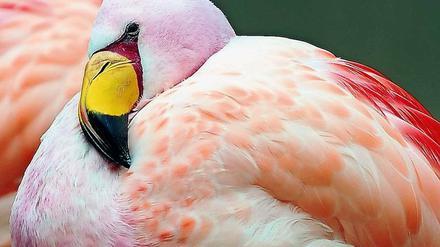 Bodenständig. Flamingos in Zoos werden flugunfähig gemacht. Foto: Ole Spata/dpa