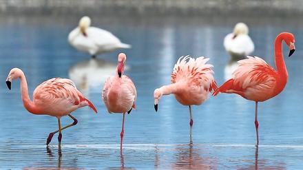 Flamingos werden oft durch Eingriffe an der Flucht gehindert.