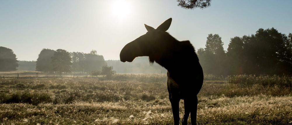 Licht und Schatten. Diese Elchkuh im Wildpark Schorfheide muss zumindest keinen Autoverkehr fürchten.