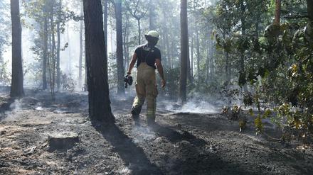 Im Grunewald brannte es auf einer Fläche von knapp 16 Hektar.