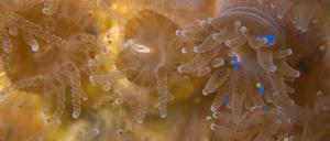 Die Polypen von Astrangia poculata nehmen kleine Kügelchen Mikroplastik (blau) auf.