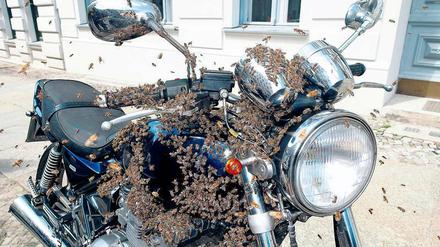 Abgefahren. Das Schwärmen dient der Vermehrung der Bienen. Manchmal setzen sie sich dabei auch an skurrilen Orten ab. Hier hat sich ein Schwarm in Berlin-Kreuzberg auf ein Motorrad gesetzt. 