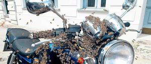 Abgefahren. Das Schwärmen dient der Vermehrung der Bienen. Manchmal setzen sie sich dabei auch an skurrilen Orten ab. Hier hat sich ein Schwarm in Berlin-Kreuzberg auf ein Motorrad gesetzt.