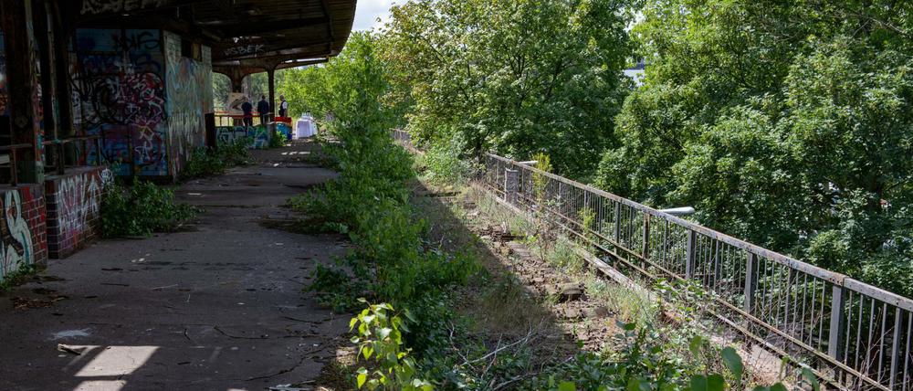 Noch wächst das Unkraut, hoppeln die Hasen, in zehn Jahren sollen vom Bahnhof Wernerwerk wieder Züge fahren. zu sehen.