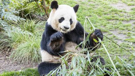 Zum Fressen gern. Jiao Qing alias Schätzchen, kann bis zu 30 Kilo Bambus am Tag verdrücken.