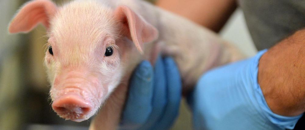 Ferkel sollen nach dem geplanten Tierschutzlabel länger bei ihren Müttern bleiben dürfen. Kastrationen ohne Betäubung sind verboten.