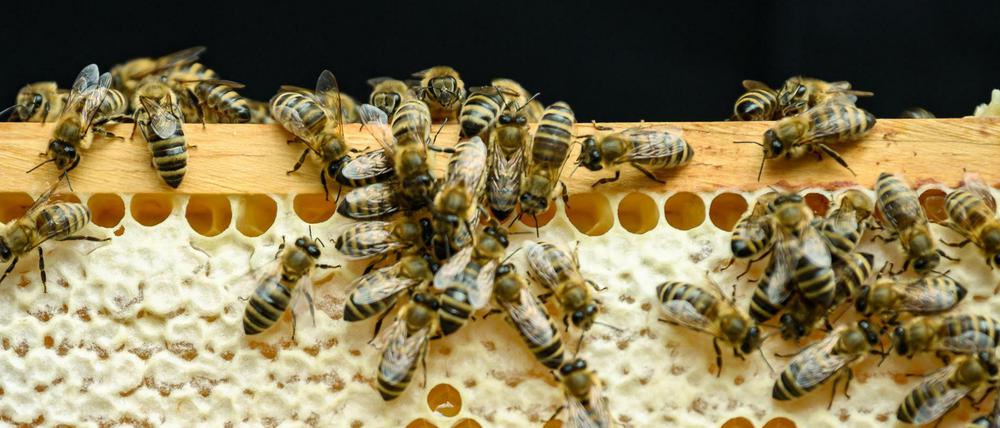 Können auch friedlich: Bienen in einem Stock (Symbolbild).