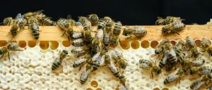 Können auch friedlich: Bienen in einem Stock (Symbolbild).