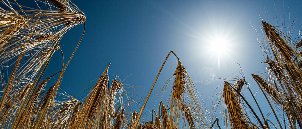 Für die Pflanzen ist die Dürre, die mit der Hitze einhergeht, besonders problematisch.