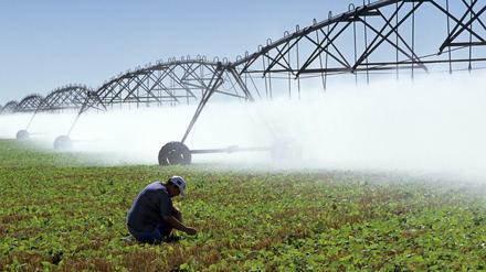Eine Beregnungsanlage auf einer Bohnenplantage in Brasilien.