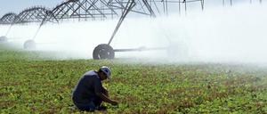 Eine Beregnungsanlage auf einer Bohnenplantage in Brasilien.