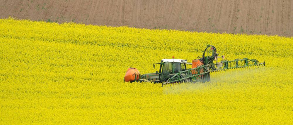 Ein Traktor spritzt bei Glauburg (Wetterau) Pflanzenschutzmittel auf ein Feld mit Winterraps.