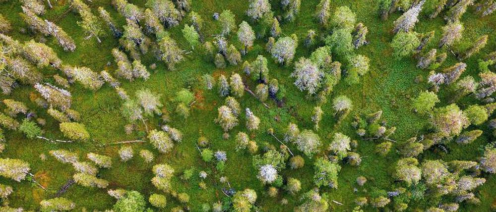 Weg vom Holz. Immer mehr finnische Politiker sprechen sich inzwischen für weniger Abholzungen aus.