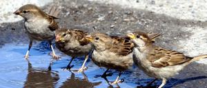 Viele Stadtvögel haben ebenso mit der Hitze zu kämpfen.