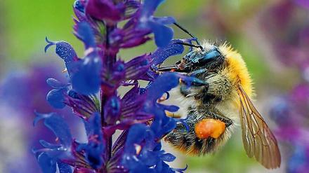 Ganz schön hungrig: Eine Ackerhummel auf der Suche nach Nektar. 