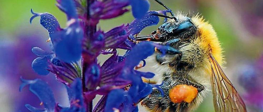 Ganz schön hungrig: Eine Ackerhummel auf der Suche nach Nektar.