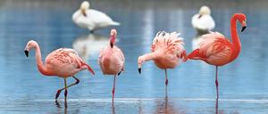 Der Flamingo, schönes Tier und Deckname für eine Spionageaktion in Kate Atkinsons Roman.