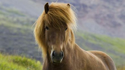 Islandpferd, Islandpony, Islaender (Equus przewalskii f. caballus), steht auf einer Wiese, Island, Skeidarßrsandur Islandic horse, Iceland pony (Equus przewalskii f. caballus), standing in a meadow, Iceland, Skeidarßrsandur BLWS254495 x0x xkg 2010 hoch Europa Island Europe Iceland Pferd Pferde Islandpferd Islandpferde Tier Tiere Natur Landschaft wild wildlife wilde Islaender Icelander Saeugetier Saeugetiere Huftier Huftiere Unpaarhufer Islandpony Islandponys Islandponies Einzeltier einzelnes Tier einzelne Tiere ein Tier 1 Tier Frontalansicht Vorderansicht von vorne frontal Vorderseite Vorderseiten windig Wind im Wind wehend wehen weht im Wind wehen im Wind wehend weht im Wind braun braune braunes brauner Wiese Lebensraum Lebensraeume Biotop Biotope Habitat Habitate Wiesen in der Natur aussen draussen Aussenaufnahme Aussenaufnahmen auf einer Wiese in einer Wiese Hochformat europaeisch Nordeuropa nordeuropaeisch islaendisch Wildpferd Wildpferde wild lebend wild lebende wild lebender wild lebendes wildlebend wildlebende wildlebender wildlebendes wild lebende Pferde wild lebendes Pferd wildlebende Pferde wildlebendes Pferd animal animals mammal mammals odd-toed ungulates perissodactyls domestic horse domestic horses Iceland horse Iceland horses Iceland pony Iceland ponies one animal single animal single animals 1 animal front view from the front forefront forefronts front side front sides front fronts airy drafty draughty windy airflow blowing blows blowing in the wind brown meadow meadows outdoor photography outdoors outside in a meadow vertical format European Northern Europe North European Icelandic wild horse wild horses nature in nature habitats biotopes living in the wild