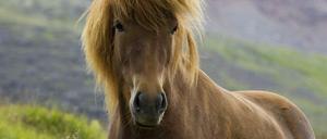 Islandpferd, Islandpony, Islaender (Equus przewalskii f. caballus), steht auf einer Wiese, Island, Skeidarßrsandur Islandic horse, Iceland pony (Equus przewalskii f. caballus), standing in a meadow, Iceland, Skeidarßrsandur BLWS254495 x0x xkg 2010 hoch Europa Island Europe Iceland Pferd Pferde Islandpferd Islandpferde Tier Tiere Natur Landschaft wild wildlife wilde Islaender Icelander Saeugetier Saeugetiere Huftier Huftiere Unpaarhufer Islandpony Islandponys Islandponies Einzeltier einzelnes Tier einzelne Tiere ein Tier 1 Tier Frontalansicht Vorderansicht von vorne frontal Vorderseite Vorderseiten windig Wind im Wind wehend wehen weht im Wind wehen im Wind wehend weht im Wind braun braune braunes brauner Wiese Lebensraum Lebensraeume Biotop Biotope Habitat Habitate Wiesen in der Natur aussen draussen Aussenaufnahme Aussenaufnahmen auf einer Wiese in einer Wiese Hochformat europaeisch Nordeuropa nordeuropaeisch islaendisch Wildpferd Wildpferde wild lebend wild lebende wild lebender wild lebendes wildlebend wildlebende wildlebender wildlebendes wild lebende Pferde wild lebendes Pferd wildlebende Pferde wildlebendes Pferd animal animals mammal mammals odd-toed ungulates perissodactyls domestic horse domestic horses Iceland horse Iceland horses Iceland pony Iceland ponies one animal single animal single animals 1 animal front view from the front forefront forefronts front side front sides front fronts airy drafty draughty windy airflow blowing blows blowing in the wind brown meadow meadows outdoor photography outdoors outside in a meadow vertical format European Northern Europe North European Icelandic wild horse wild horses nature in nature habitats biotopes living in the wild
