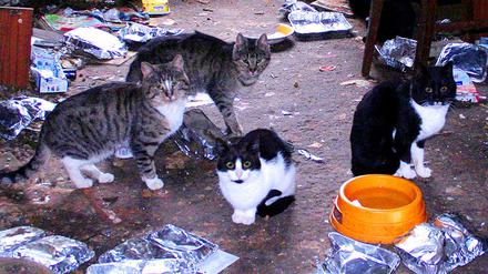 Fehlgeleitete Katzenliebe: Beim Animal Hording bleiben Hygiene und Vernunft auf der Strecke. 
