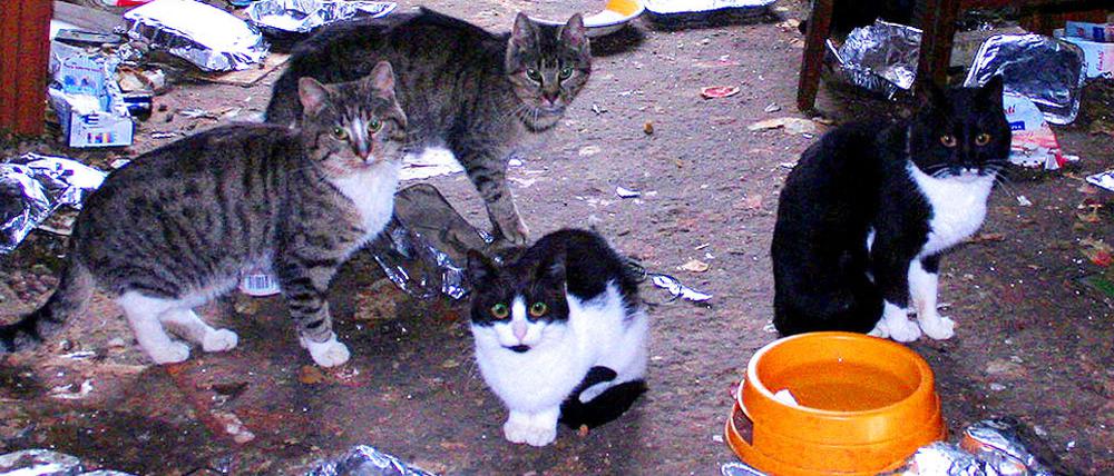Fehlgeleitete Katzenliebe: Beim Animal Hording bleiben Hygiene und Vernunft auf der Strecke.