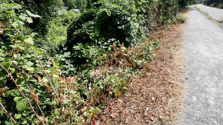 In der Nähe dieses Gebüsches in Mülheim soll eine junge Frau von einer Gruppe Jugendlicher sexuell missbraucht worden sein.