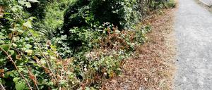 In der Nähe dieses Gebüsches in Mülheim soll eine junge Frau von einer Gruppe Jugendlicher sexuell missbraucht worden sein.