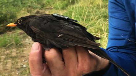 Eine Amsel mit Icarus-Funksender sitzt auf der Hand eines Forschers.