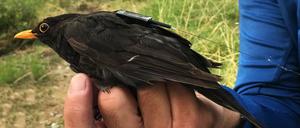 Eine Amsel mit Icarus-Funksender sitzt auf der Hand eines Forschers.