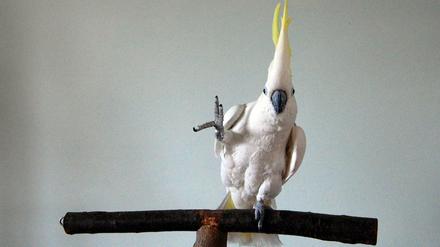 14 verschiedene Tanzschritte beherrscht der Vogel.