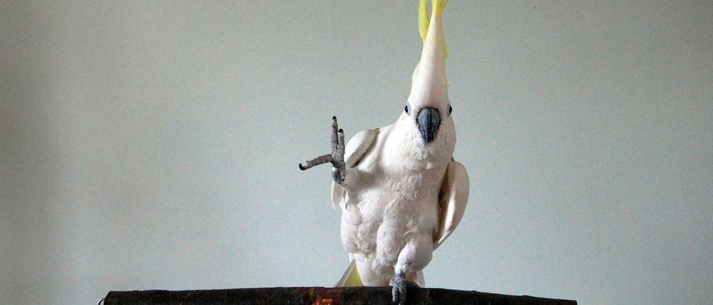 14 verschiedene Tanzschritte beherrscht der Vogel.