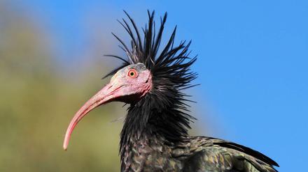 Der Waldrapp gehört zu den Ibissen. In Europa galt er lange Zeit als ausgestorben.