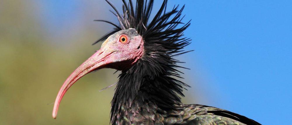Der Waldrapp gehört zu den Ibissen. In Europa galt er lange Zeit als ausgestorben.