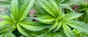 Dass Hanfpflanzen in den Parkletts wachsen, war schon seit Wochen bekannt.